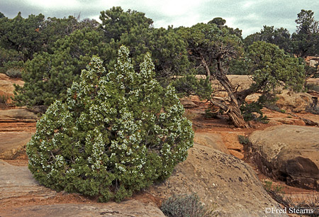 Colorado National Monument Juniper